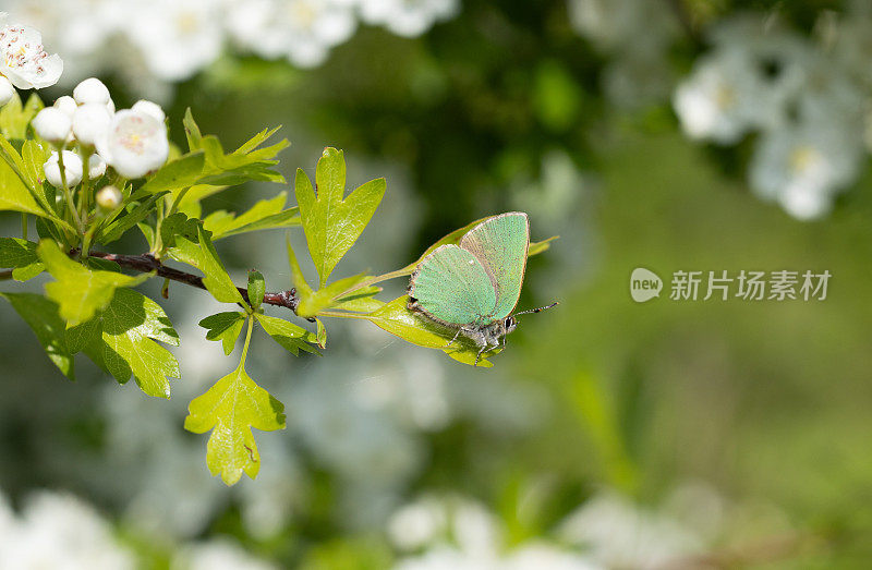 绿纹蝶(Callophrys Rubi)